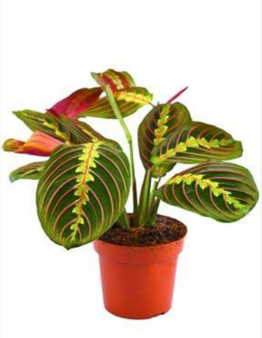 Maranta Leuconeura – Dua Çiçeği (Y25–30 cm)