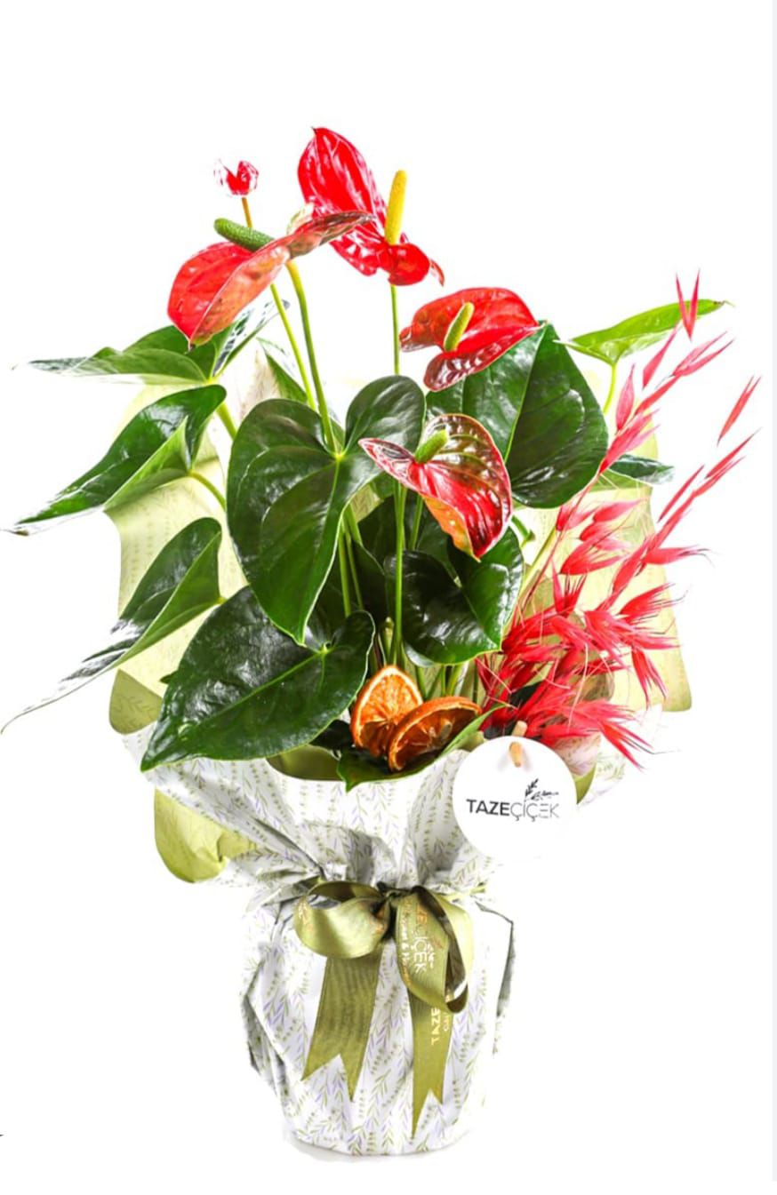 Anthurium ve Egzotik Yapraklı Saksı Aranjmanı