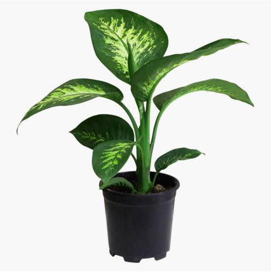 Dieffenbachia – Difenbahya Saksı Bitkisi