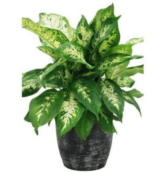 Dieffenbachia Tropic Snow (Difenbahya)