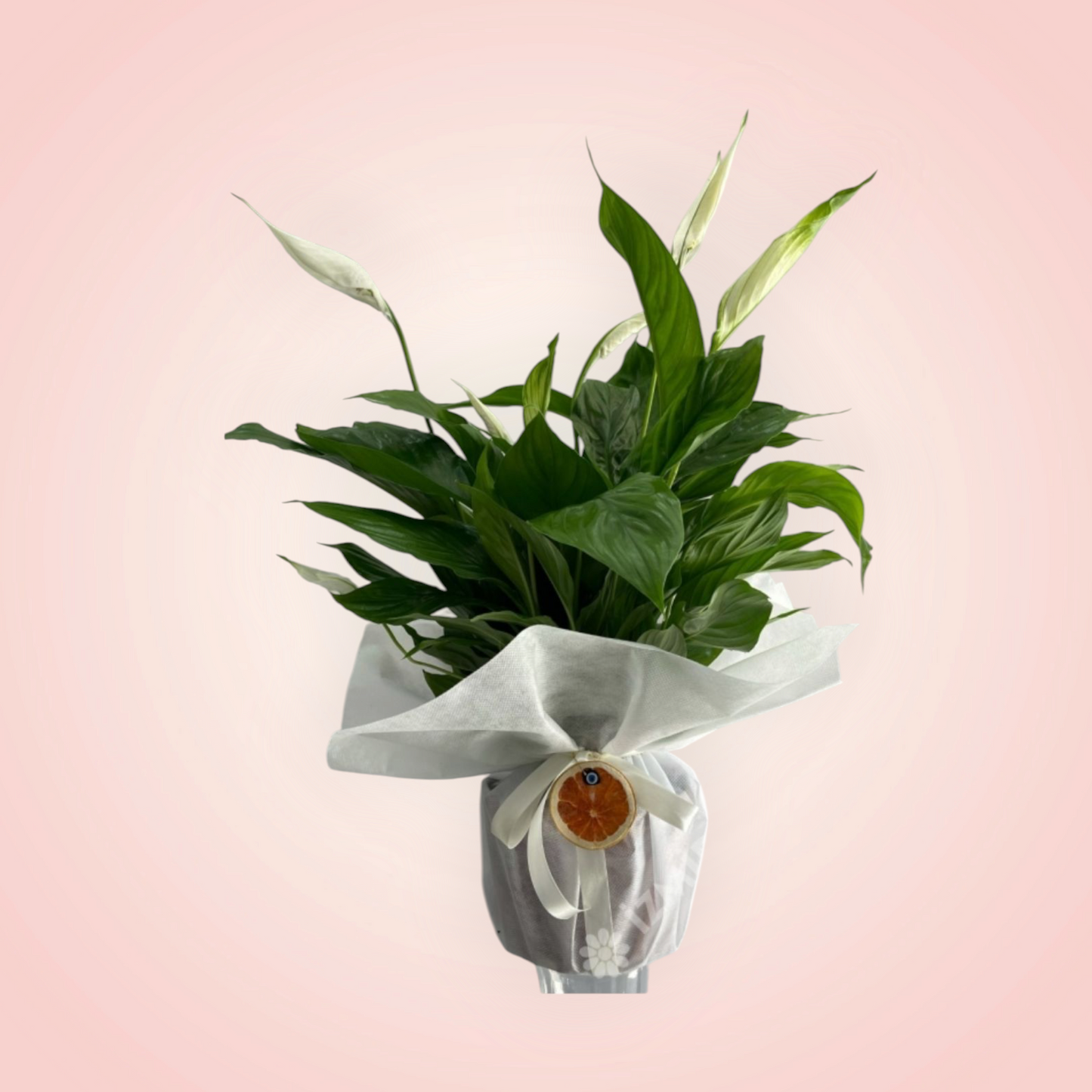 Barış Çiçeği - Spathiphyllum