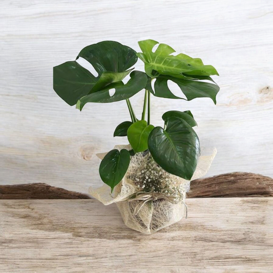 Deve Tabanı - Monstera