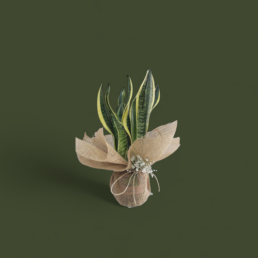 Paşa Kılıcı Çiçeği ( Sansevieria )